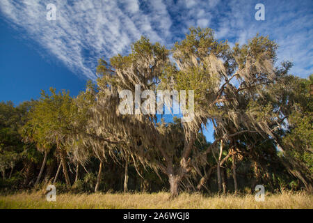 Spanisch Moss (Tillandsia usneoides) in Eiche (Quercus sp.) Myakka River State Park, Florida, USA. Stockfoto