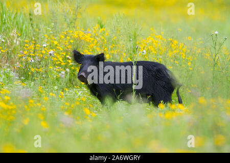 Wildschwein (Sus scrofa) in wildflower Meadow, Myakka River State Park, Florida, USA. Stockfoto