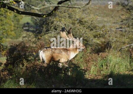 Männlichen Damwild in der Brunftzeit, Leicestershire, Großbritannien Stockfoto