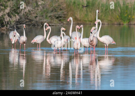 Flamingos (Phoenicopterus Roseus), Camargue, Frankreich, Anfang Mai, von Dominique Braud/Dembinsky Foto Assoc Stockfoto