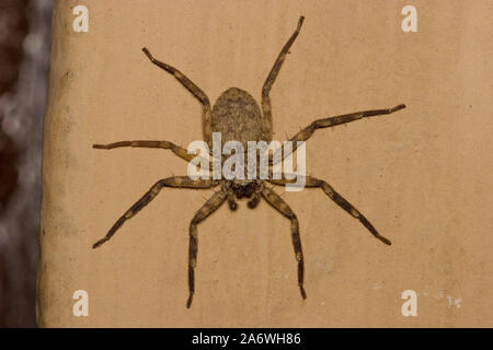 GIANT CRAB SPIDER (Heteropoda Venatoria) auf lehmhütte Wohnung. Auch als Jäger oder Banane Spider bekannt. Oft in menschlichen Behausungen gefunden. Indien Stockfoto