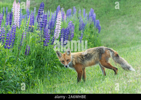 Red Fox (Vulpes vulpes), Sommer, östlichen Vereinigten Staaten, von Dominique Braud/Dembinsky Foto Assoc Stockfoto