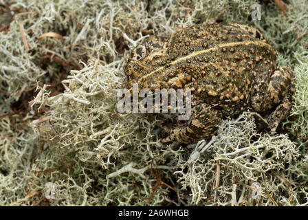 Kreuzkröte (Bufo Epidalea calamita) Winterton Dünen, Norfolk, Großbritannien Stockfoto