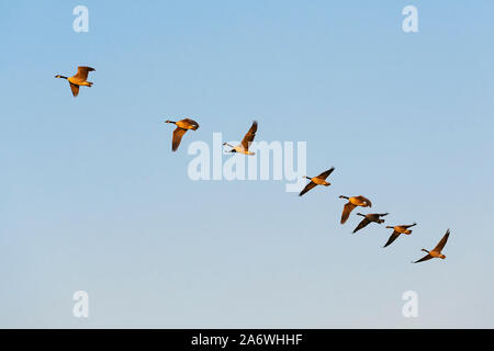 Kanadagänse (Branta canadensis) im Flug bei Sonnenuntergang, Frühling Migration, Nordamerika, von Dominique Braud/Dembinsky Foto Assoc Stockfoto