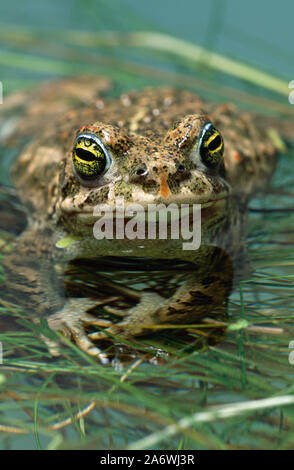 Kreuzkröte (Bufo Epidalea calamita). Männliche auf der Wasseroberfläche, nach vorne zeigt Details der Augen. Stockfoto