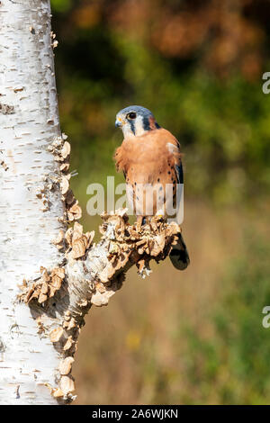 Amerikanische Turmfalke (Falco sparverius), männlich, thront auf weiße Birke, Herbst, von James D Coppinger/Dembinsky Foto Assoc Stockfoto