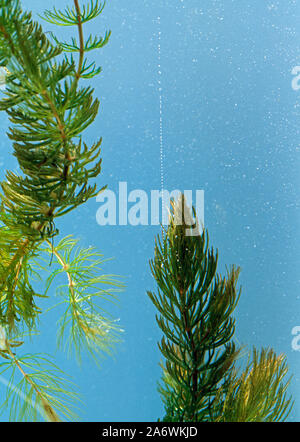 Hornblatt (Ceratophyllum sp.) - Nebenprodukt bei der Photosynthese, die Freigabe oxygn, O2, steigende Spalte von Blasen, sauerstoffhaltigen Wasser, andere Leben aktivieren Stockfoto