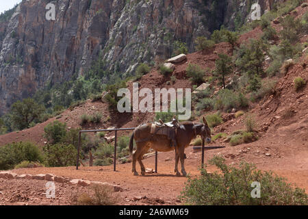 Einsame Maultier ein Hitching Post auf der South Kaibab Trail im Grand Canyon gebunden mit einem Hintergrund von hohen Klippen Stockfoto