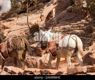 Zwei Maultiere in einem maultier Zug auf einem steilen Trail im Grand Canyon neben steilen Klippen Stockfoto