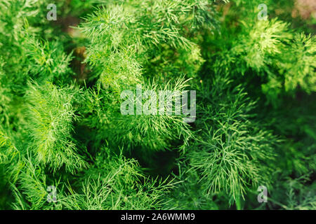 Duftende Junge dill Blatt wächst. Gute grüne organische Dill in Farmer's Garten für Lebensmittel. Dill Pflanzen wächst im offenen Gelände. Bio Gemüse Stockfoto