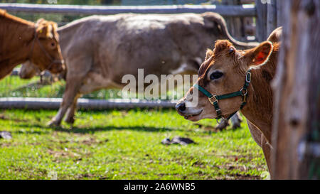 Eine braune Kuh dreht seinen Kopf, sein Profil als es sieht darüber hinaus eine fencepost auf die Kamera zu. Stehen in einem Gras Gehäuse mit anderen Kühen, es Wir Stockfoto