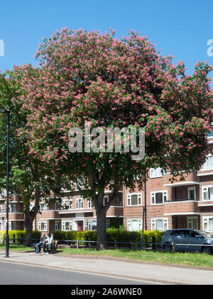 Blühende rote Rosskastanie (Aesculus x oleracea) Der Briottii Sorte, Stroud Green Road, Finsbury Park, London N4 Stockfoto