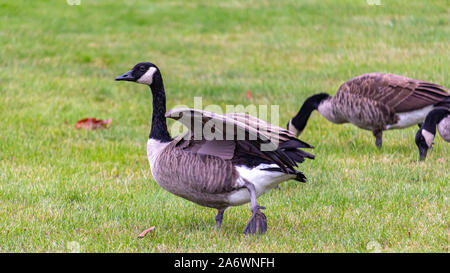 Eine Kanada Gans steht in einem Feld von geschnittenem Gras, wie es ihre Flügel ausspannt. Zwei andere Gänse sind sichtbar auf Nahrungssuche im Gras hinter sich. Stockfoto