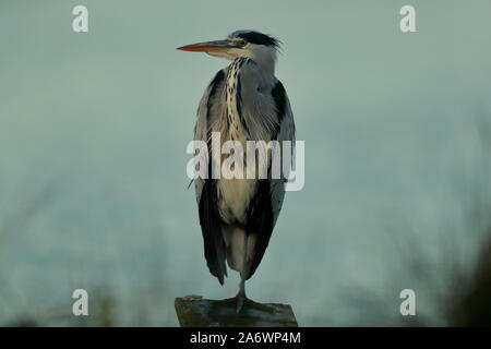 Der Graureiher ist eine langbeinige räuberischen waten Vogel des Heron Familie, Ardeidae, native in gemässigten Europa und Asien und Afrika Stockfoto