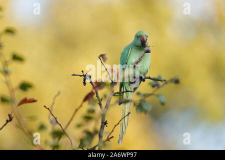 Die rose-ringed parakeet, auch als die Ring-necked parakeet bekannt, ist eine mittlere Papagei in der Gattung Psittacula, der Familie Psittacidae. Stockfoto