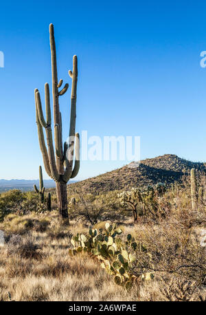 Wüste Landschaft mit einem großen Saguaro Kaktus, Saguaro National Park, Arizona. Stockfoto