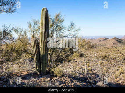 Eine junge Saguaro Kaktus und einem Paloverde Baum, Saguaro National Park, Arizona. Saguaro Kakteen wachsen oft in der Nähe eines Paloverde Baum unter Ausnutzung der Protein Stockfoto