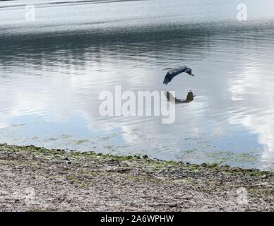 Eine Blue Heron in der esquimalt Lagune wandernden Vogelschutzgebiet in Victoria, BC. Stockfoto