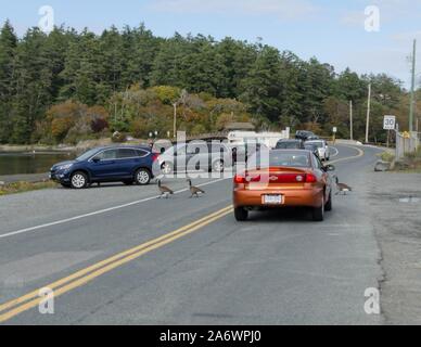 Autos stoppen, während ein paar Kanada Gänse die Straße am Esquimalt Lagune wandernden Vogelschutzgebiet in Victoria, BC. Stockfoto