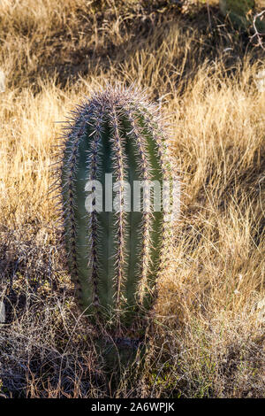 Ein Saguaro Kaktus detail gegen den tiefblauen Himmel im Saguaro National Park, Arizona, USA. Stockfoto