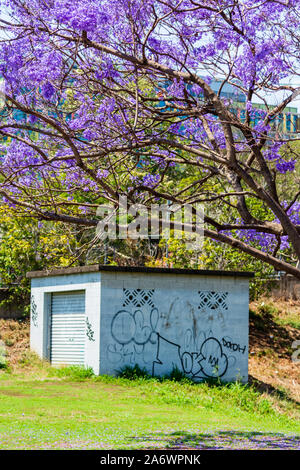 Jacaranda Bäume in voller Blüte - Australien Stockfoto