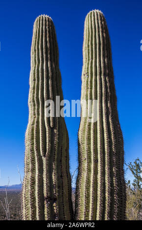 Zwei Saguaro Kakteen, Seite an Seite, Saguaro National Park, Arizona, USA. Stockfoto