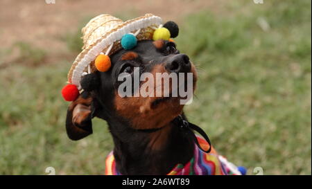 Cute chihuahua Hund braun und schwarz gekleidet in traditionelle mexikanische Kostüm, mit einem gestreiften Poncho und sombrero Hut. Stockfoto