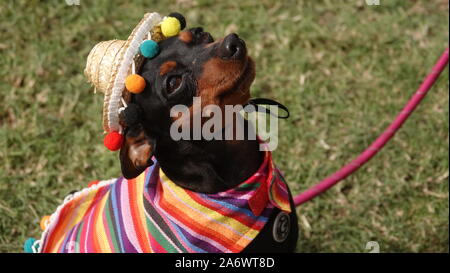 Cute chihuahua Hund braun und schwarz gekleidet in traditionelle mexikanische Kostüm, mit einem gestreiften Poncho und sombrero Hut. Stockfoto