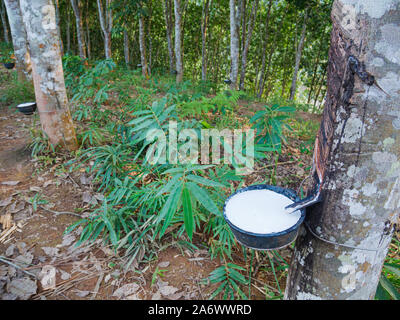 Gummibaum und Schüssel mit Latex gefüllt. Naturlatex extrahiert aus Baum und in einer Schüssel gesammelt. Landwirtschaft Industrie Plantage in Asien. Stockfoto