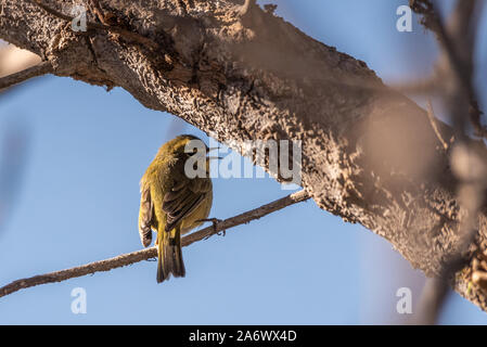 Orange gekrönt Warbler eingekerbt Schwanz angezeigt und Schnabel öffnen, fassen Sie dünnen Zweig barsch im Herbst Mündung. Stockfoto