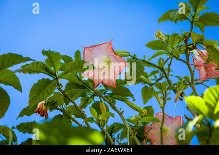 Blühende Pflanze Brugmansia suaveolens auf der Insel Korfu, Griechenland Stockfoto