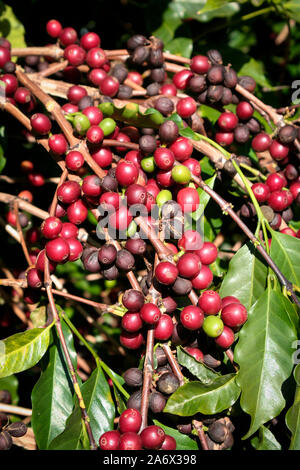 View Farm mit Kaffee Plantage - Bauernhof Kaffeeplantage in Brasilien - Cafe do Brasil - Brasilianischer Kaffee Stockfoto