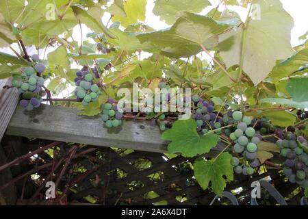 Die Trauben reifen im Herbst Sonne Stockfoto