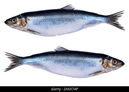 Hering Fischen isoliert auf weißem Hintergrund. Gefrorene Gruppe von Fisch. iced Atlantik Fisch. Heringe. Hering Muster. Hering Textur. Der leere Raum. Kopieren spa Stockfoto