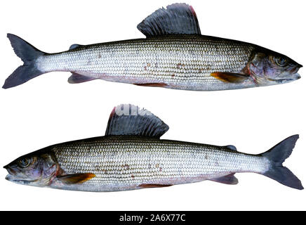 Arktische Äsche Fisch auf weißem Hintergrund. Süßwasserfische. Super Sport Fisch. Stockfoto