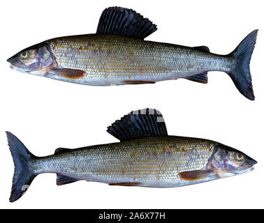 Arktische Äsche Fisch auf weißem Hintergrund. Süßwasserfische. Super Sport Fisch. Stockfoto