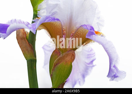 Nahaufnahme/Makro von Purple bärtigen Iris vor einem weißen Hintergrund Stockfoto