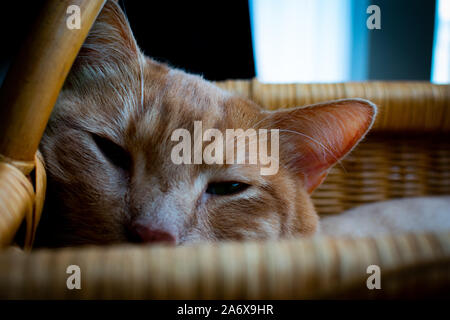 Katze in einem Picknickkorb Stockfoto