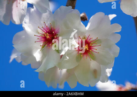 Mandelblüte (Prunus dulcis) bei Llucmajor, Serra de Tramuntana, Mallorca, Balearen, Baleraric Insel, Spanien Stockfoto