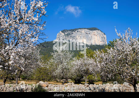 Blühende Mandelbäume (Prunus dulcis) in Alaro, Mandelblüte, Serra de Tramuntana, Mallorca, Balearen, Baleraric Insel, Spanien Stockfoto