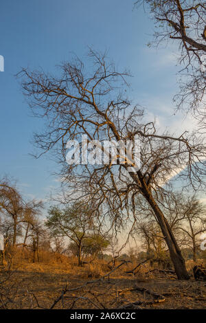 Ein trockener Baum seitlich wachsenden stützte sich auf den Hängen eines Hügels Bild mit Kopie Raum im Hochformat Stockfoto