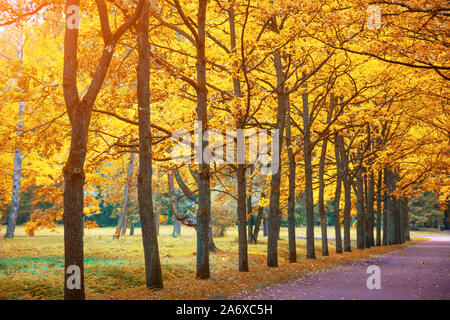 Herbst Ansicht einer Eichenallee Reihe von Bäumen im Park mit helles Licht über die Kronen Stockfoto