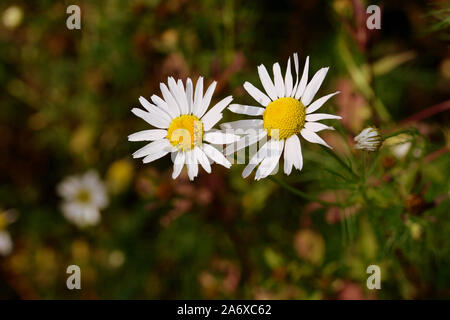Kamillenblüten in einer Waldlichtung an einem sonnigen Herbsttag closeup Stockfoto