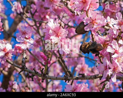 Mandelblüte (Prunus dulcis) in Selva, Serra de Tramuntana, Mallorca, Balearen, Baleraric Insel, Spanien Stockfoto