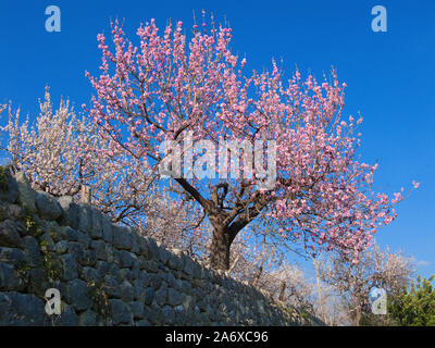 Blühende Mandelbäume (Prunus dulcis) in Selva, Mandelblüte, Serra de Tramuntana, Mallorca, Balearen, Baleraric Insel, Spanien Stockfoto