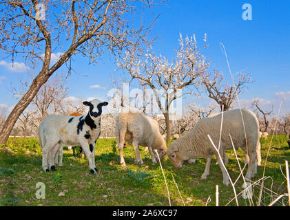 Inländische Schafe (Ovis orientalis aries), Beweidung, Mandelblüte in Selva, Serra de Tramuntana, Mallorca, Balearen, Baleraric Insel, Spanien Stockfoto
