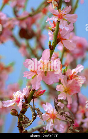 Mandelblüte (Prunus dulcis) in Selva, Serra de Tramuntana, Mallorca, Balearen, Baleraric Insel, Spanien Stockfoto