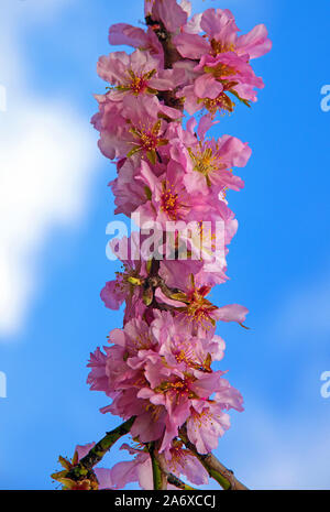 Mandelblüte (Prunus dulcis) in Selva, Serra de Tramuntana, Mallorca, Balearen, Baleraric Insel, Spanien Stockfoto