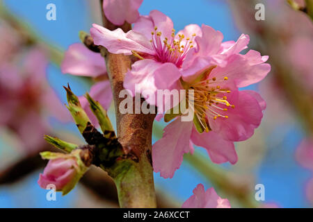 Mandelblüte (Prunus dulcis) in Selva, Serra de Tramuntana, Mallorca, Balearen, Baleraric Insel, Spanien Stockfoto