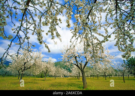 Mandelblüte (Prunus dulcis) in Alaro, Serra de Tramuntana, Mallorca, Balearen, Baleraric Insel, Spanien Stockfoto